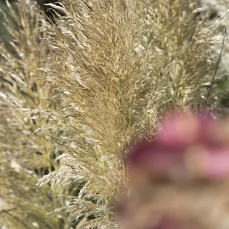 Atlantic Garni בית הארחה וגנרוגה